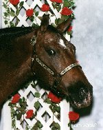 Dream in his Showmanship halter