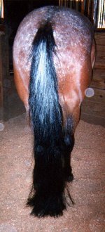 Dream's loooong tail